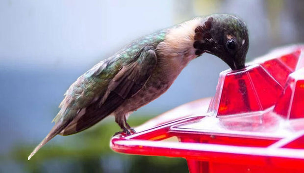 <p>Light up your home with love</p>